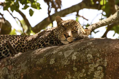 DSC_3980 (Large).JPG